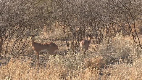 Steenbok in long grass Stock Footage 105330294