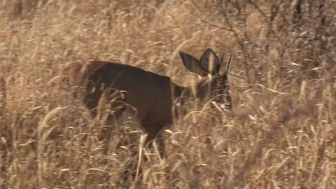 Steenbok in long grass Stock Footage 105330303