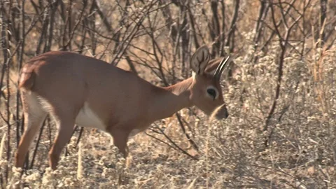 Steenbok in long grass Stock Footage 105330393