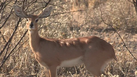 Steenbok in long grass Video stock 105330600