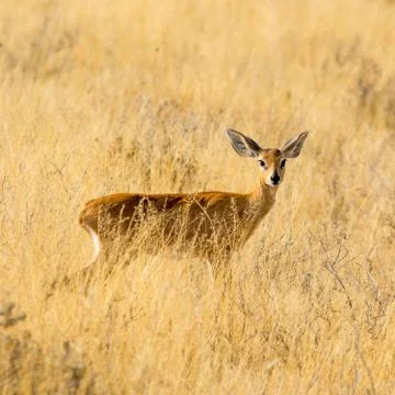 Steenbok Stock Photos