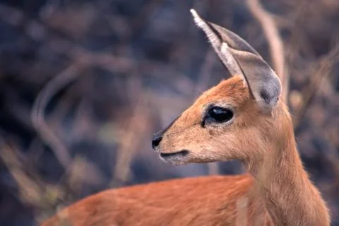 Steenbok Stock Photos