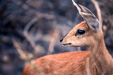Steenbok Stock Photos