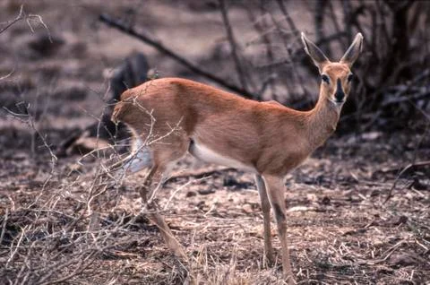 Steenbok Stock Photos