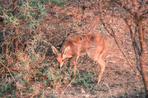 Steenbok Stock Photos