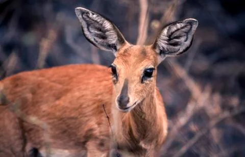 Steenbok Stock Photos