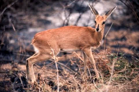 Steenbok Stock Photos