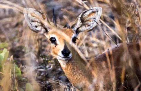 Steenbok Stock Photos