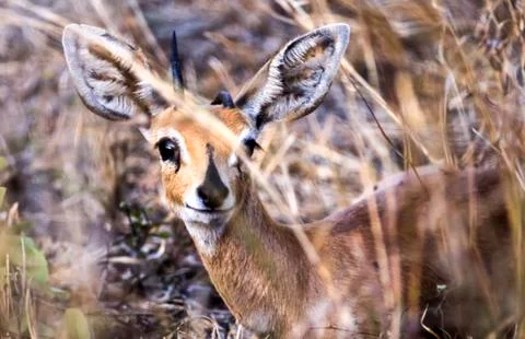 Steenbok Stock Photos