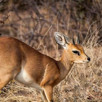 Steenbok Stock Photos