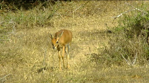 Steenbok (Raphicerus campestris) browsing on winter grass and shrubs Stock Footage 57093317