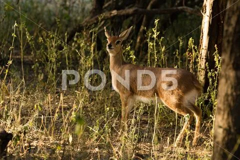 Steenbuck - raphicerus campestris Stock Photos