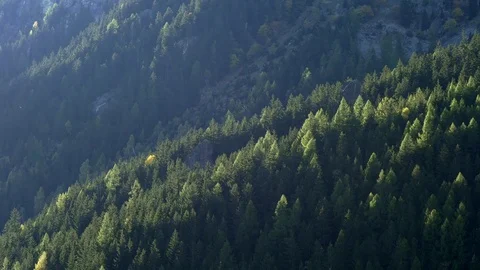 Steep Alpine Hillside with Pine Woods and Scree Stock Footage 82262871