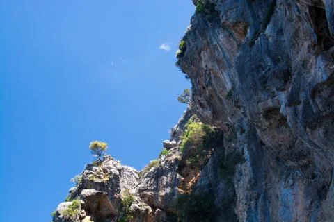 Steep cliff tree Mallorca Foto stock