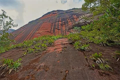 Steep Cliffs Covered With Bromeliads 스톡 사진