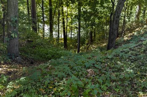 Steep descent in forest 库存照片
