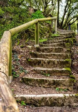 Steep earthen forest staircase with rustic wooden log handrails 库存照片