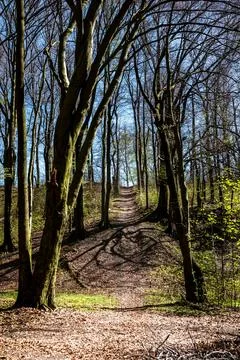 Steep forest path leading uphill on a sunny spring day Foto stock