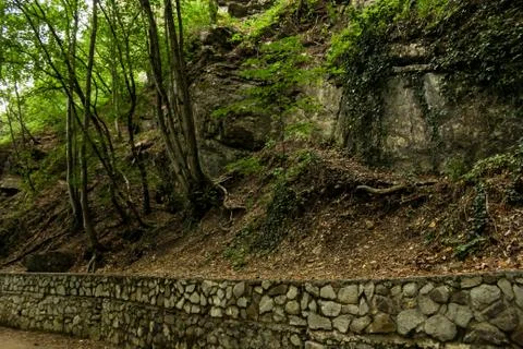 Steep forest slope. Photos