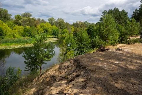 Steep, high sandy cliff with pine trees and lush greenery above the river Stock Photos