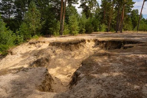 Steep, high sandy ravine with pine trees Stock Photos