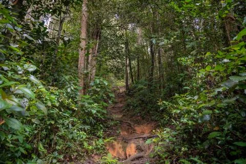 Steep hiking path inside tropical rain forest in Cameron Highlands Malaysia Stock Photos