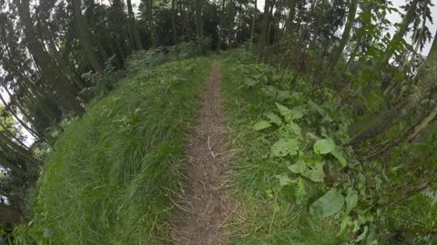 Steep hiking trail descending through lush green forest on bright day. Video stock 344998869