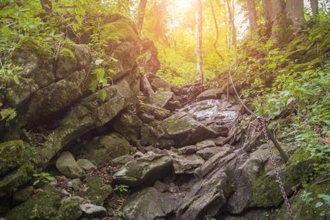 Steep hiking trail in forest Stock Photos