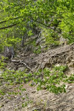 Steep mountain side with trees rocks and soil, abstract natural texture Stock Photos