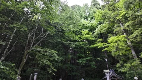 A Steep Mountain Trail Through the Forest Stock Footage 322055223