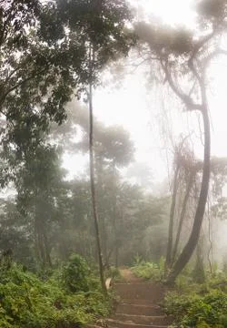 Steep muddy path in rainforest or jungle in mist or fog Stock Photos