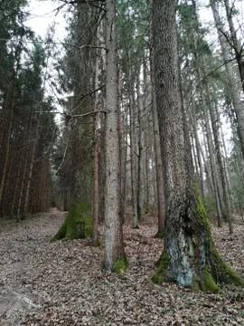 Steep  path  to the forest - hills Stock Photos