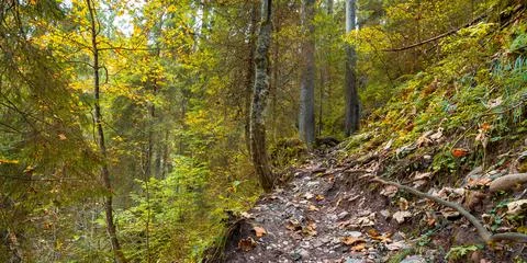 Steep path through ancient forest Stock Photos