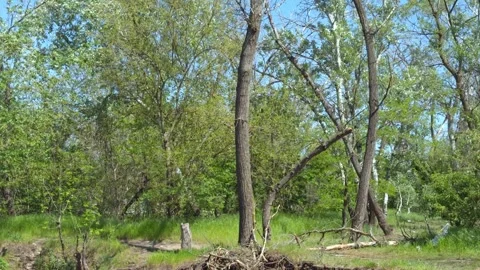 Steep riverbank cliff with exposed tree roots and soil layers after erosion Video stock 334656340