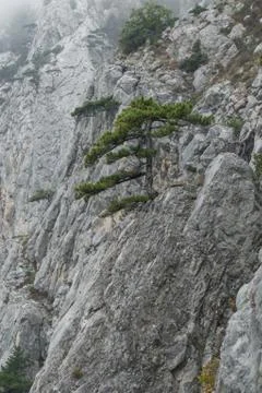 Steep rock cliff with trees Stock Photos