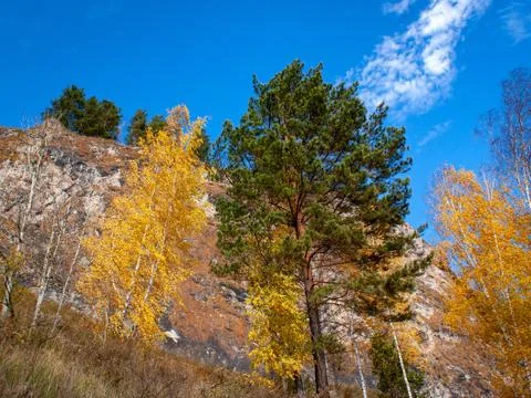 Steep rock with trees on top. Foto stock