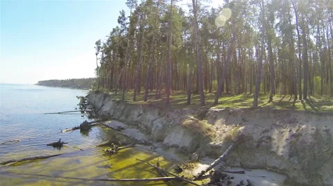 Steep seashore with fallen trees. Aerial  Stock Footage 49454024