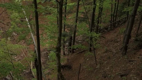 A steep slope in a beech forest, a clear clear stream flows in the gutter. Stock Footage 152563303