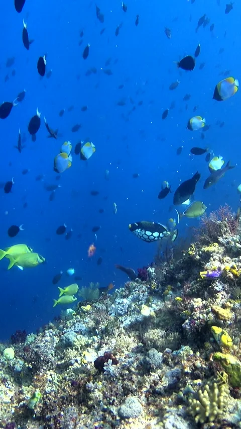 Steep slope with hard and soft coral and many various tropical fishes over it Video stock 228832526