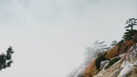 A steep slope on which free-standing pine trees are rooted, along which the fog Stock Footage 218403869