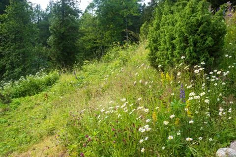 Steep slope with white daisies. Stock Photos