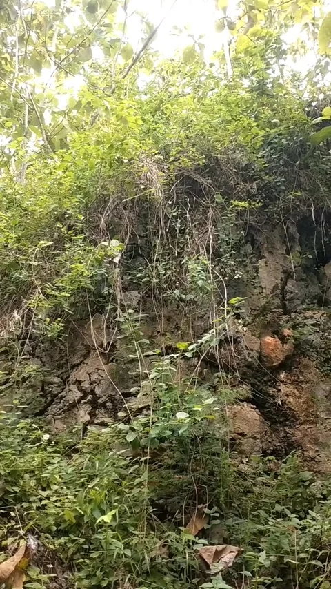 Steep slopes covered with vegetation, with the ground appearing to be slumping Stock Footage 327453006