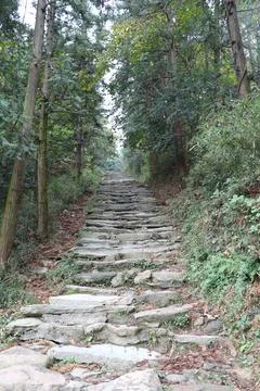 Steep stone pathway winding through lush green forest in a tranquil natural.. Stock Photos