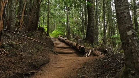 Steep Uphill Forest Trail in Spray Park, Mount Rainier National Park Video stock 332081473