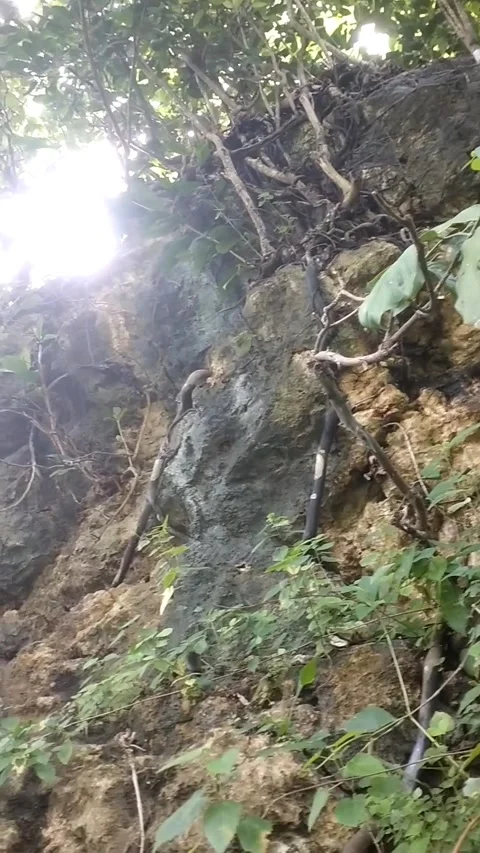 A Steep, Vegetated Slope Stock Footage 329919072