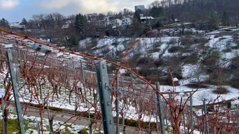 Steep vineyards during winter on standstill in Stuttgart, Germany. Stock Footage 155094691