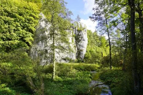 Steep white cliffs with trees, hilly forest area in autumn. yellow leaves on  Stock Photos