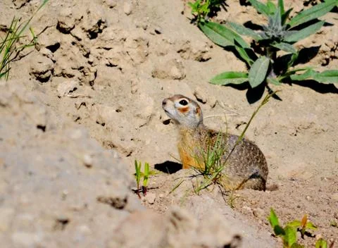 Steepe gopher Stock Photos