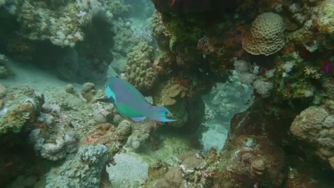 Steephead And Daisy Parrotfish Swimming Through Colorful Tropical Coral Reef Stock Footage 311984953