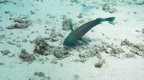 Steephead parrotfish Chlorurus microrhinos Video stock 68989904